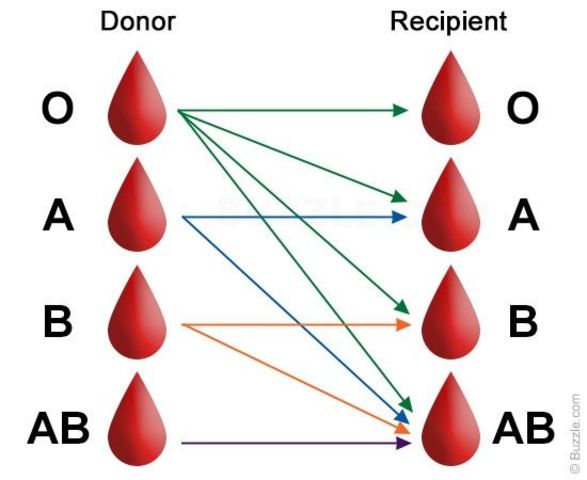 Blood Donors