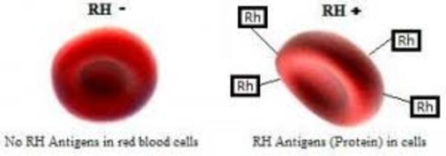 Karl Landsteiner discovered the Rh protein