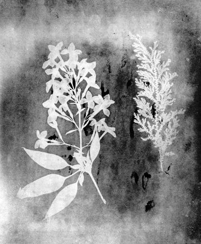 William Fox Talbot - dibujos fotogénicos