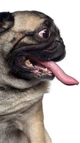 PUG MODERNO