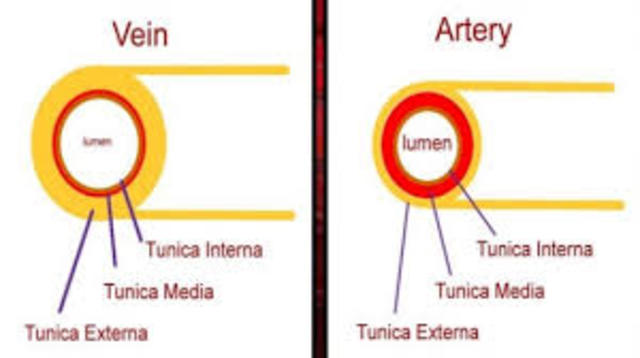 Greeks distinguished the difference between arteries and veins