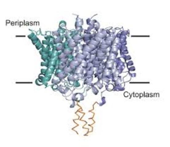 Karl Landsteiner discovered the first Rh protein