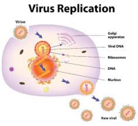 Robert Gallo identified the virus causing AIDs