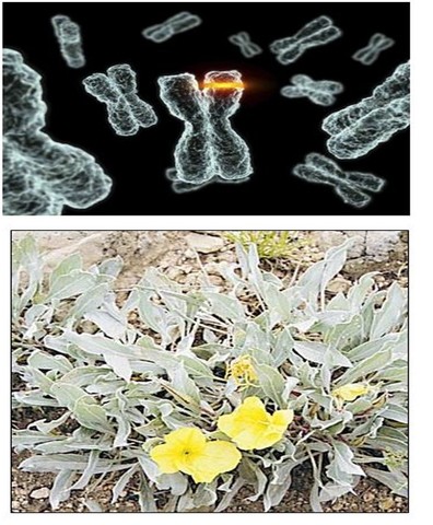 Alemán Correns, el austríaco Tchermark y el holandés de Vries