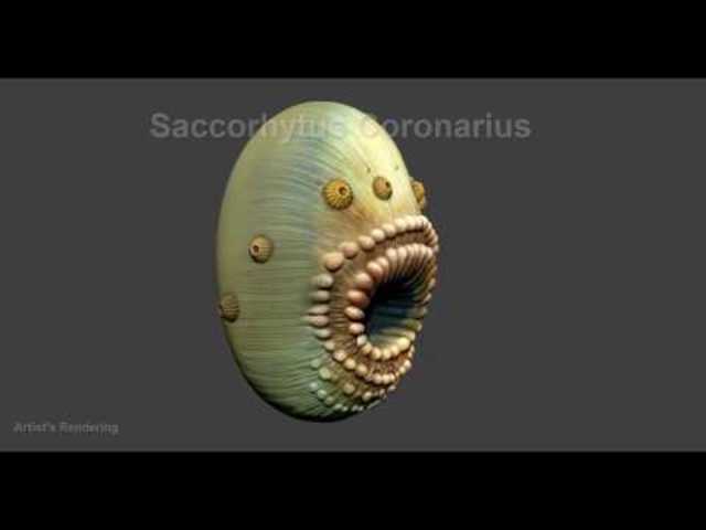 Saccorhytus