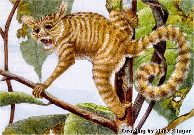 Altiatlasius-primate