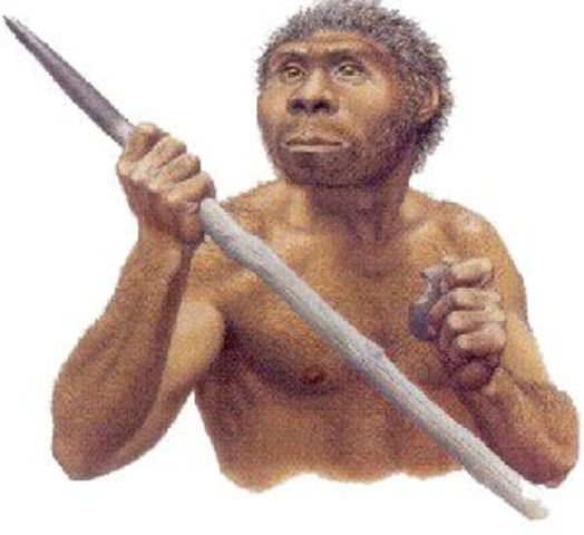 Homo Herectus