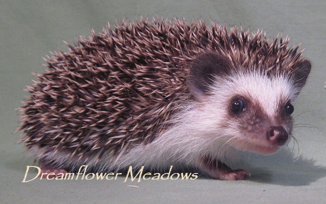 Adult Hedgehog