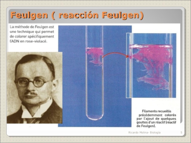 El químico alemán Robert Feulgen