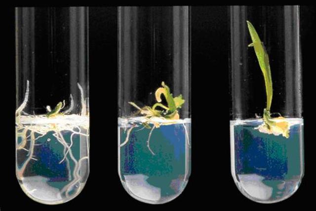 Sistema de cultivo líquido