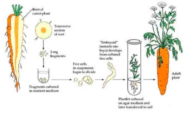 Embriogénesis somática