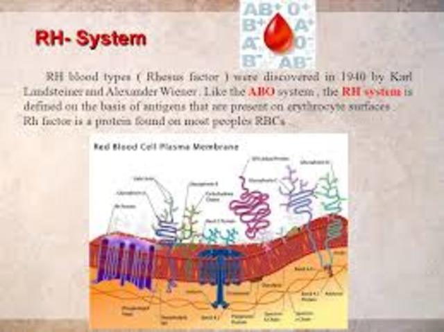 Rh Protein