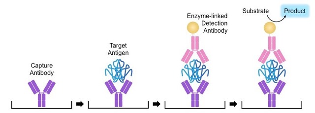 Development of ELISA test to screen for diseases such as HIV