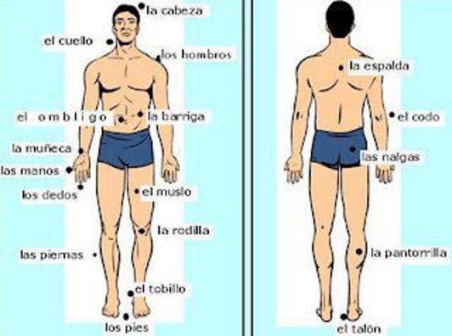 Las partes del cuerpo
