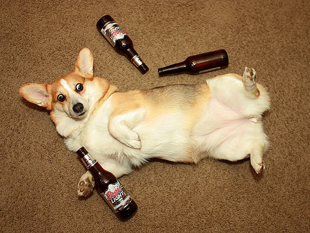 Benno war betrunken so Dino hat ein Tierarzt hilfen.