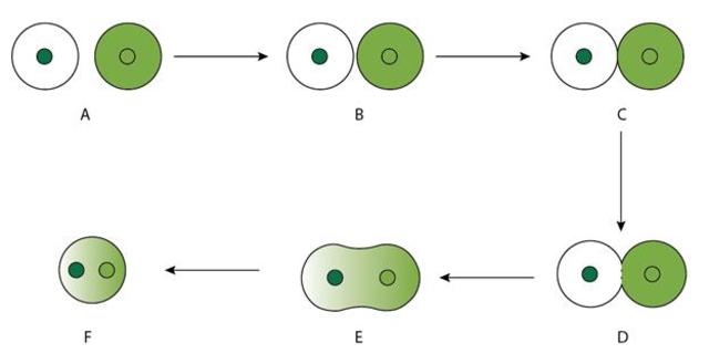Interspecific hybrid by protoplast