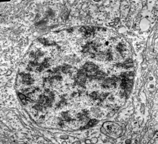 600 Millones de años