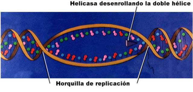 El impacto de la doble hélice