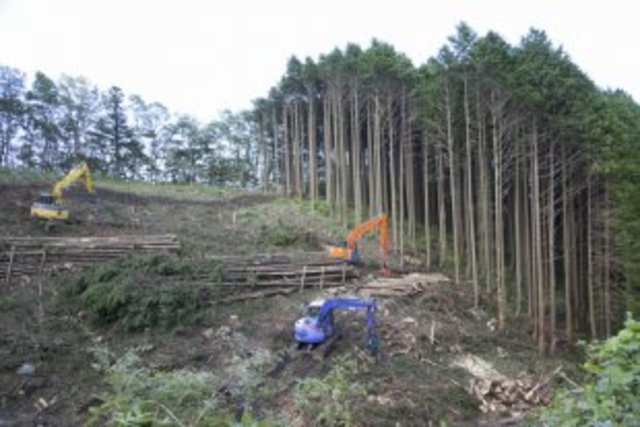 We are losing the trees