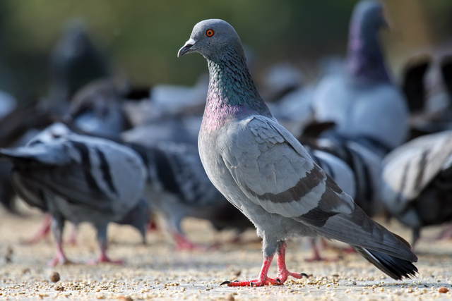 First Messenger Pigeon