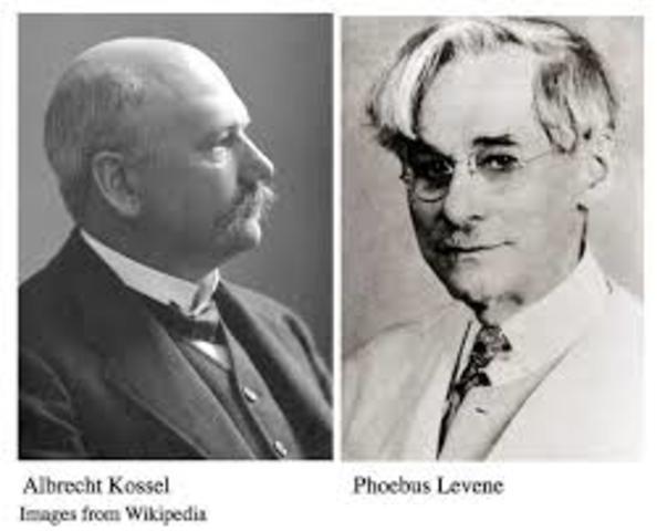 Levene y Albrecht Kossel