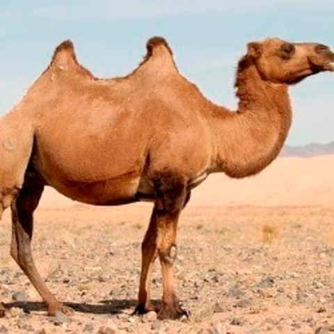 Abandonan el transporte