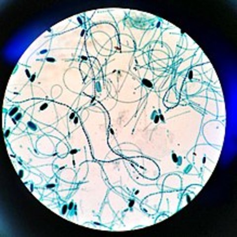 Oxygen enters the Atmosphere/ 2.7 Million Years ago