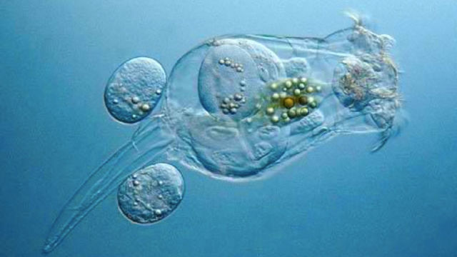 600 Million Years Ago