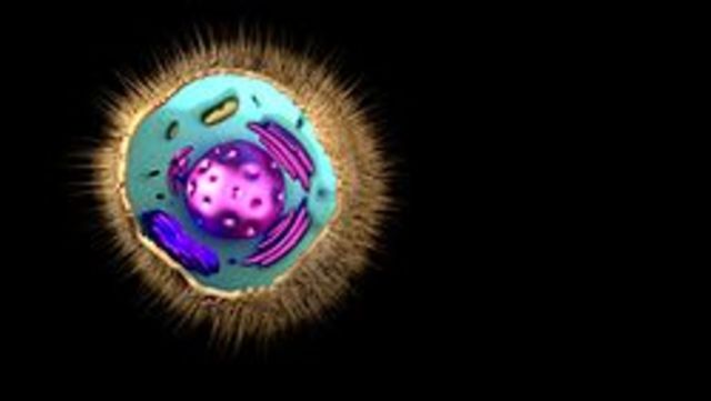 Eukaryotes begin to form/2.7 Million years ago