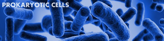 1st forms of life/3.8 Million years  ago