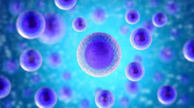 Multicelluar Organisms Appear/600 Million years ago