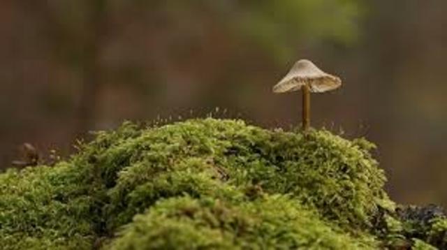 Aparecen los helechos y musgos