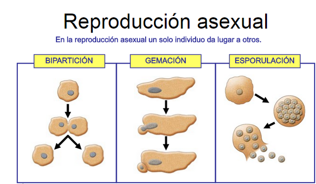 Reproducción Asexual