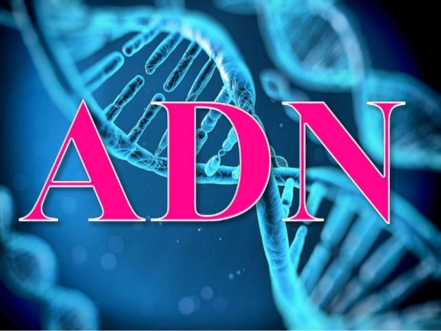 ADN