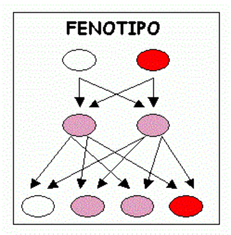 Fenotipo