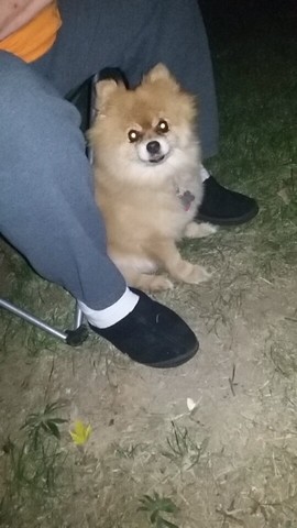 J'ai obtenu une chien