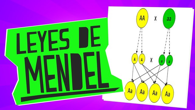 Leyes de mendel