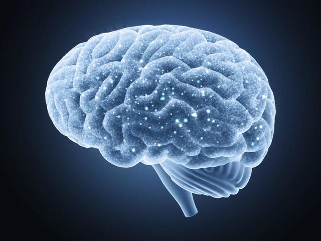 El sistema linfático actúa en el cerebro