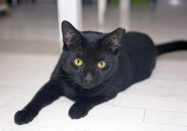 I 2005 ,I  knew a Daly my cat