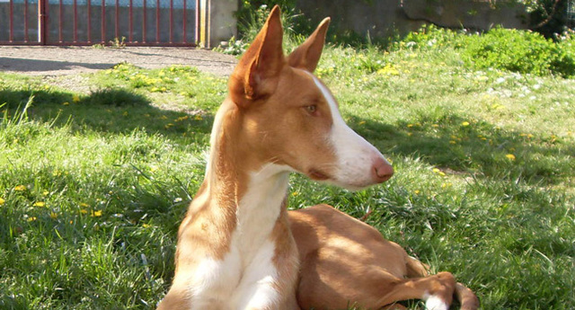 My parents to gave me my dog in 2012