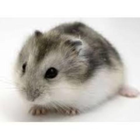 I adopted a Hamster.