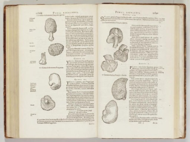Charles de L’Écluse - Rariorum plantarum historia