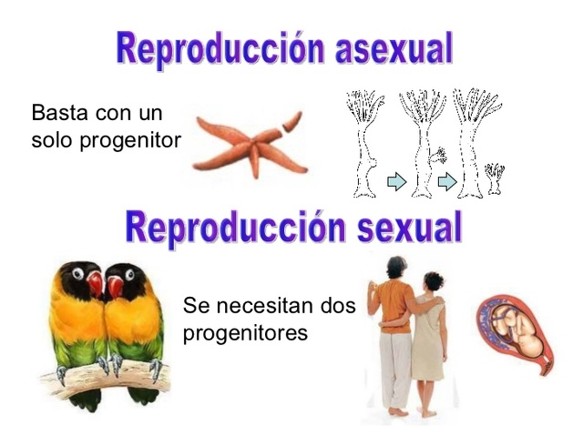 "Reproducción"