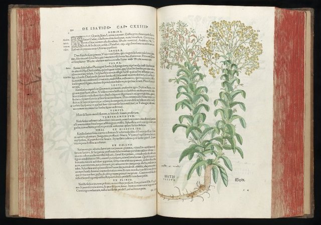 Leonhart Fuchs - De Historia Stirpium Commentarii Insignes