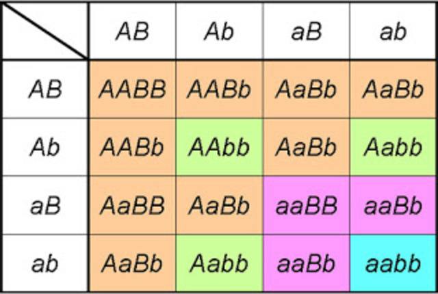 "Cuadro de Punnett"