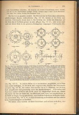 August Wilhelm Eichler - Blütendiagramme