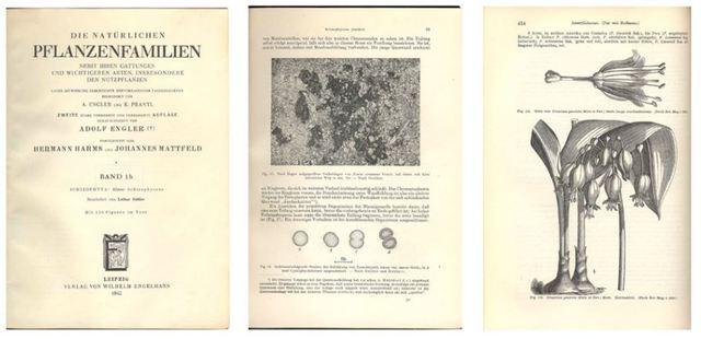 Karl Prantl és Adolf Engler - Die natürlichen Pflanzenfamilien