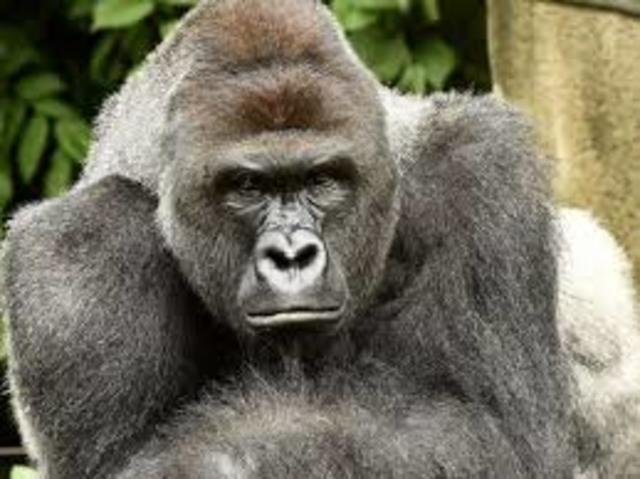 Harambe the Gorilla Shot at Cincinnati Zoo