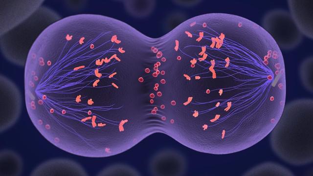 tipos de cáncer y mitosis