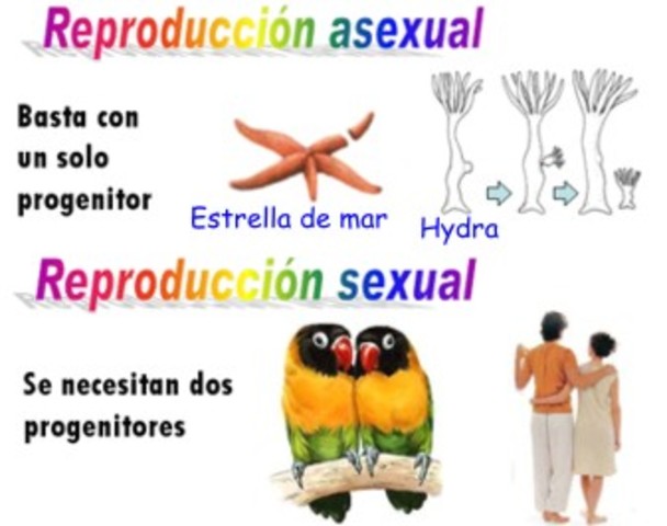 RERODUCCION 12 de marzo